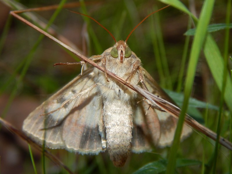 Helicoverpa armigera? - Si